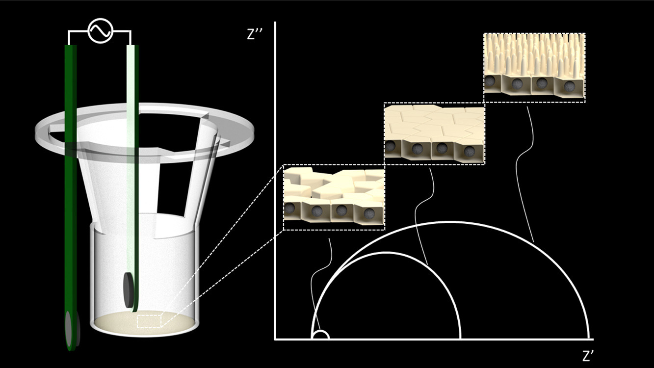 Transwell Cell Barrier Analysis