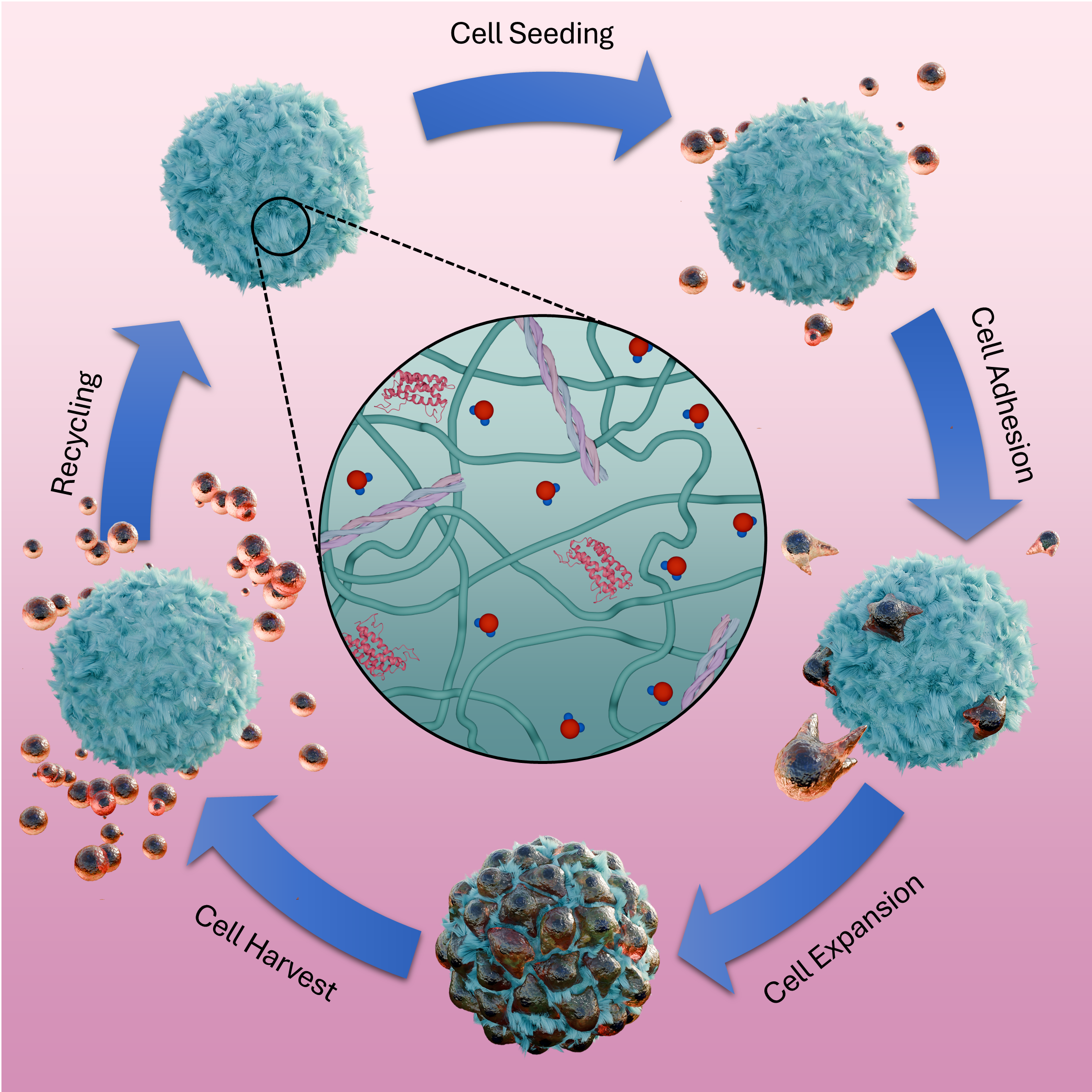 Cell Adhesion and Harvesting Cycle