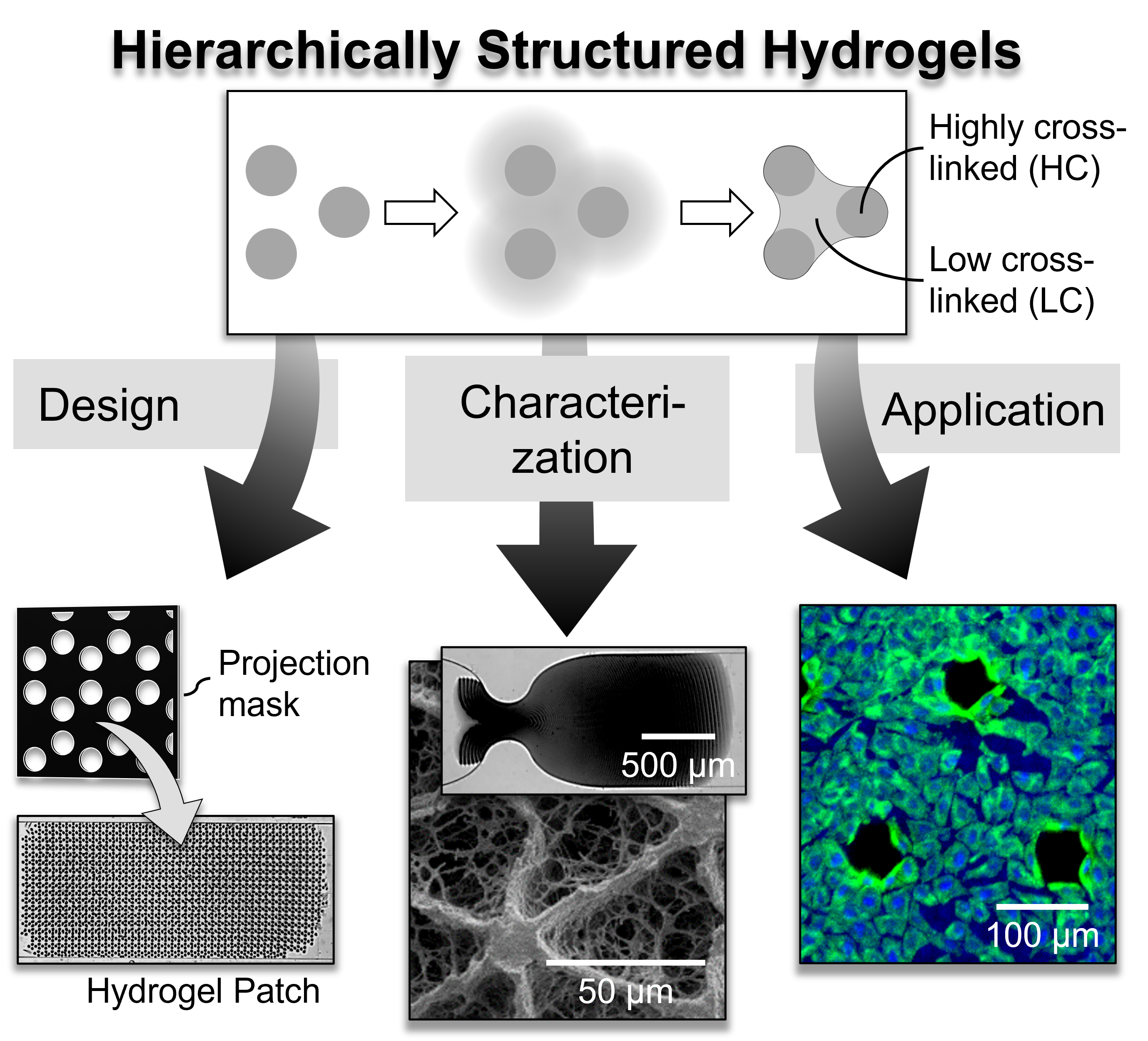 Graphical abstract of the patches publication