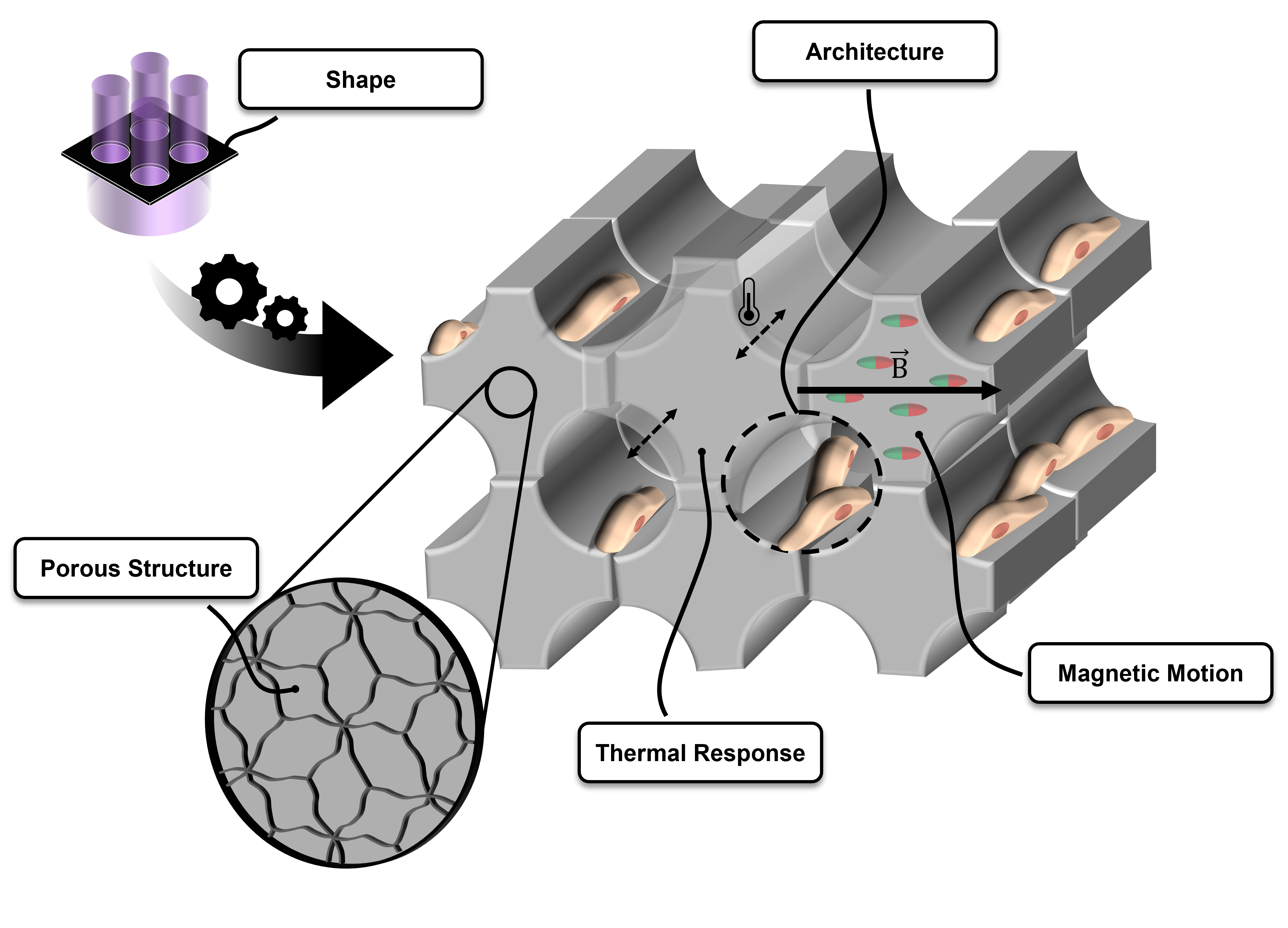 Graphical abstract of my dissertation about tailoring hydrogels